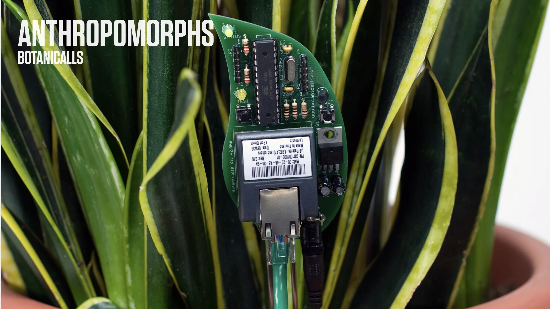 A Botanicalls plant sensor.